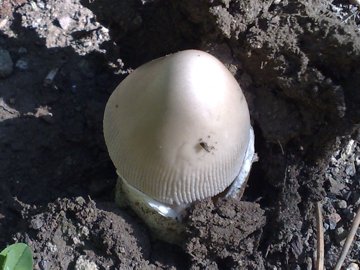 Funghetto in crescita